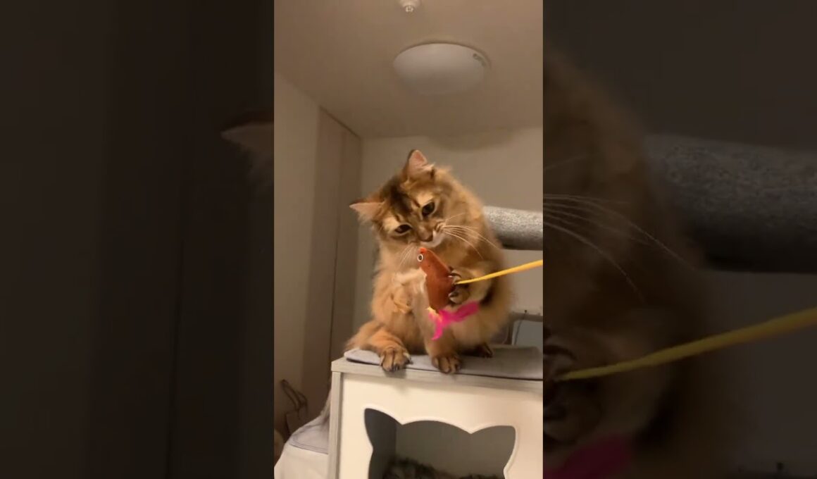 鳥さんをペシペシするロイ君 #ソマリ #いやしねこ #甘えん坊の猫