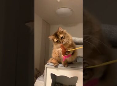 鳥さんをペシペシするロイ君 #ソマリ #いやしねこ #甘えん坊の猫