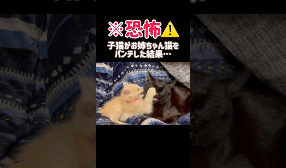 【恐怖⚠️】子猫が先住猫をパンチした結果…