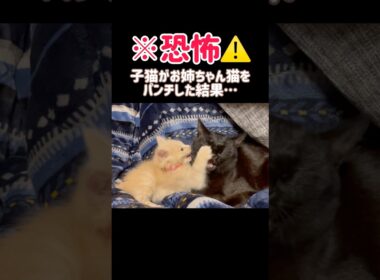 【恐怖⚠️】子猫が先住猫をパンチした結果…