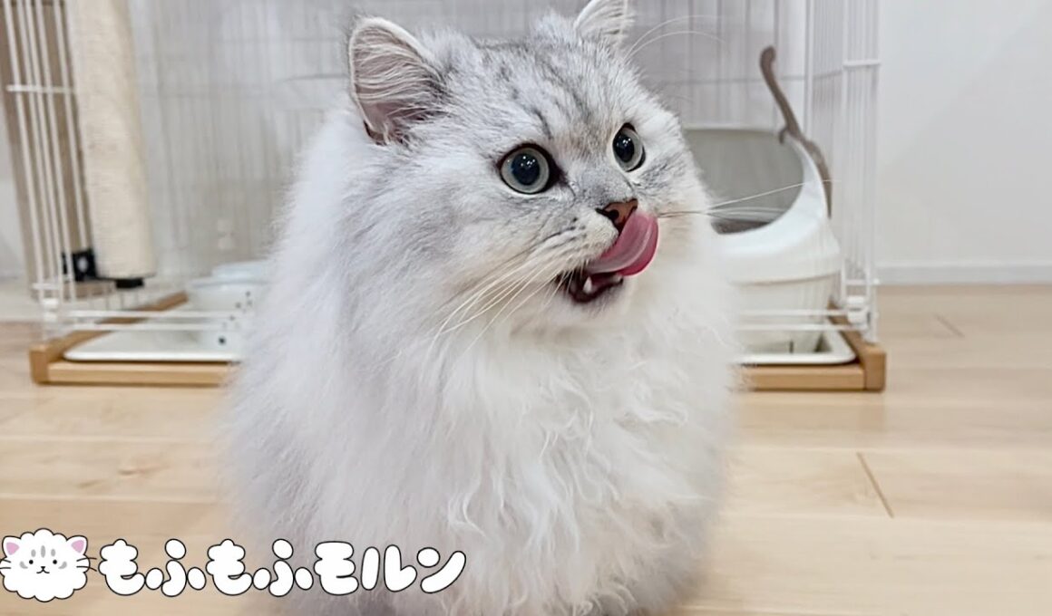 猫の新しいごはんを試してみます 【サイベリアン】