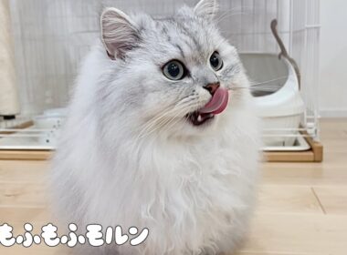 猫の新しいごはんを試してみます 【サイベリアン】