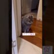 やっぱりいた #ねこ動画 #アメリカンカール #ねこ #cat