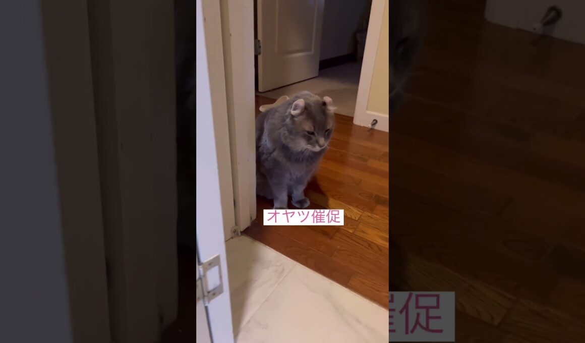 やっぱりいた #ねこ動画 #アメリカンカール #ねこ #cat