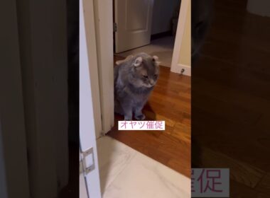 やっぱりいた #ねこ動画 #アメリカンカール #ねこ #cat