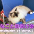 バーマン猫ウリ【好きなことの掛け合わせ】A combination of things I like（バーマン猫）Birman/Cat