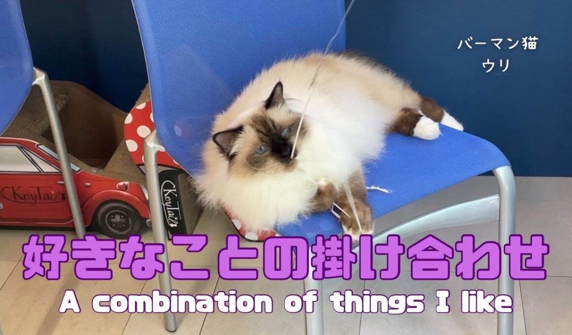 バーマン猫ウリ【好きなことの掛け合わせ】A combination of things I like（バーマン猫）Birman/Cat