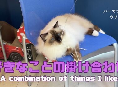 バーマン猫ウリ【好きなことの掛け合わせ】A combination of things I like（バーマン猫）Birman/Cat
