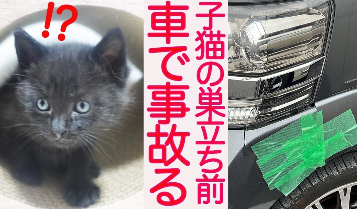【事故閲覧注意】子猫のトライアル前、最悪の事態が発生する　My Cat Transport Vehicle Accident