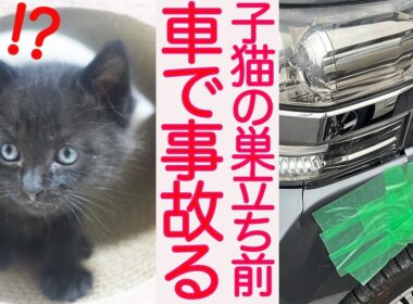 【事故閲覧注意】子猫のトライアル前、最悪の事態が発生する　My Cat Transport Vehicle Accident