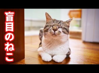 目の不自由なねこは積み上がった段ボールの上がお気に入りの場所のようです