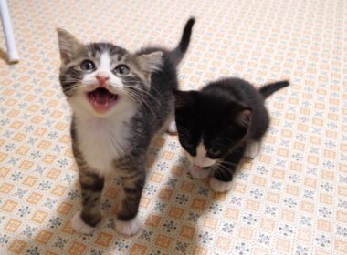 子猫のユメちゃんチコちゃんのオフショット 12　最後のオフショットになります。【赤ちゃん猫　保護猫】