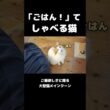しゃべる猫 #メインクーン #猫 #猫のいる暮らし#cat #mainecoon #catlover​  #catshorts​ #cute​ #cutecat​ #fyp​
