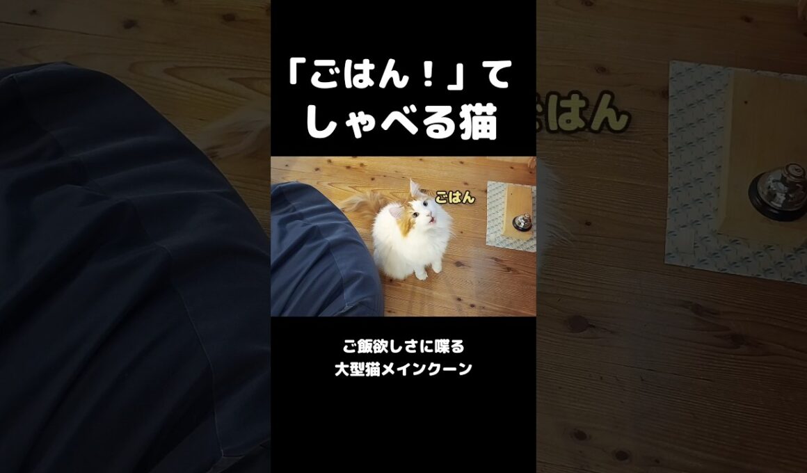 しゃべる猫 #メインクーン #猫 #猫のいる暮らし#cat #mainecoon #catlover​  #catshorts​ #cute​ #cutecat​ #fyp​