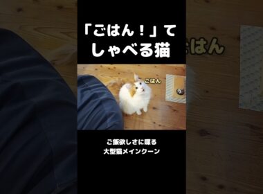 しゃべる猫 #メインクーン #猫 #猫のいる暮らし#cat #mainecoon #catlover​  #catshorts​ #cute​ #cutecat​ #fyp​