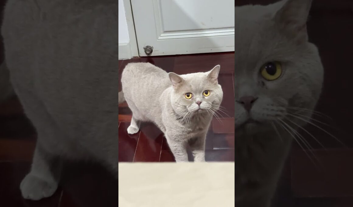 นาเนียร์ เม้าท์กะขุ่นแม๊⁉️#cat #cutecat #pets แมวไลแลค #britishshorthair  แมว