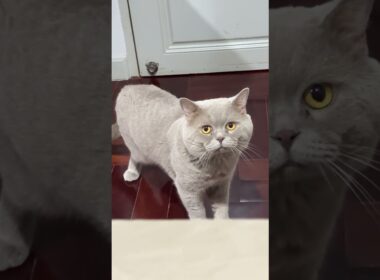 นาเนียร์ เม้าท์กะขุ่นแม๊⁉️#cat #cutecat #pets แมวไลแลค #britishshorthair  แมว