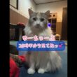 メインクーンだけの【猫カフェのライブ配信】#cat #cooncat #mainecat