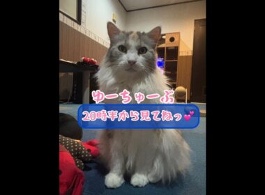 メインクーンだけの【猫カフェのライブ配信】#cat #cooncat #mainecat