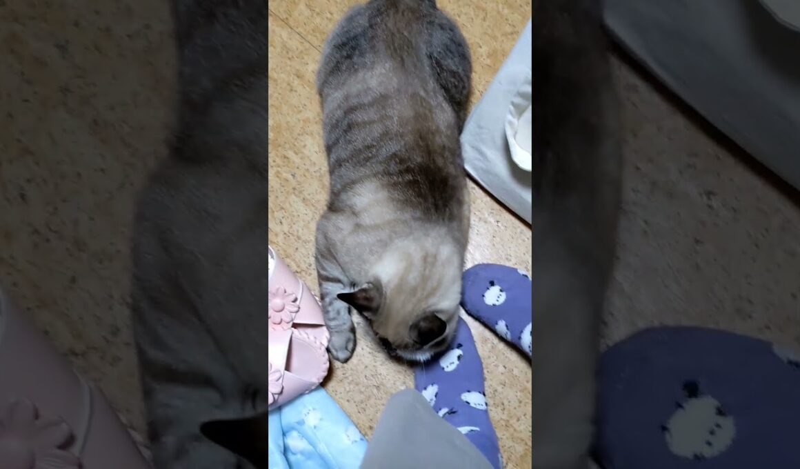 私の足に　謎の行動