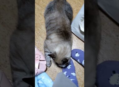 私の足に　謎の行動