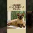 【人気の猫種】トンキニーズと暮らすって、こういうこと。
