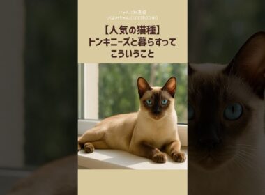 【人気の猫種】トンキニーズと暮らすって、こういうこと。