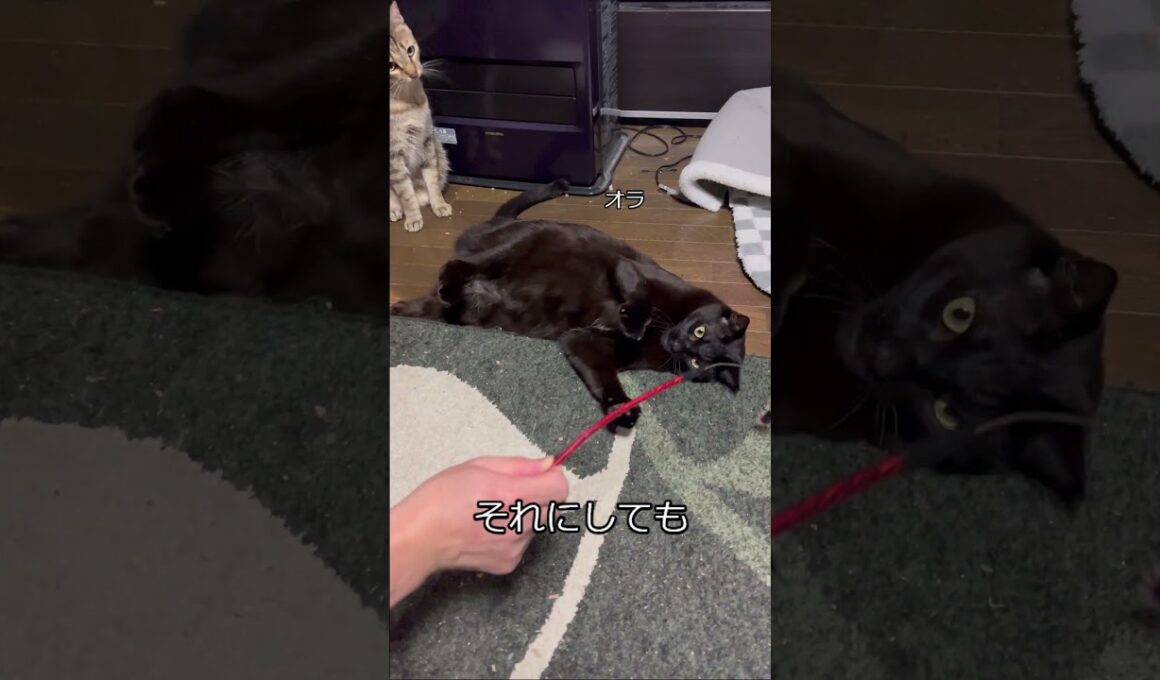 飼い主と遊んでくれないネコ　 #cat #猫  #保護猫 #猫のいる暮らし