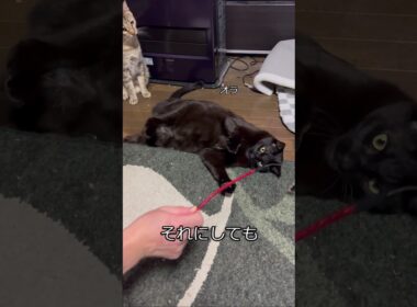 飼い主と遊んでくれないネコ　 #cat #猫  #保護猫 #猫のいる暮らし