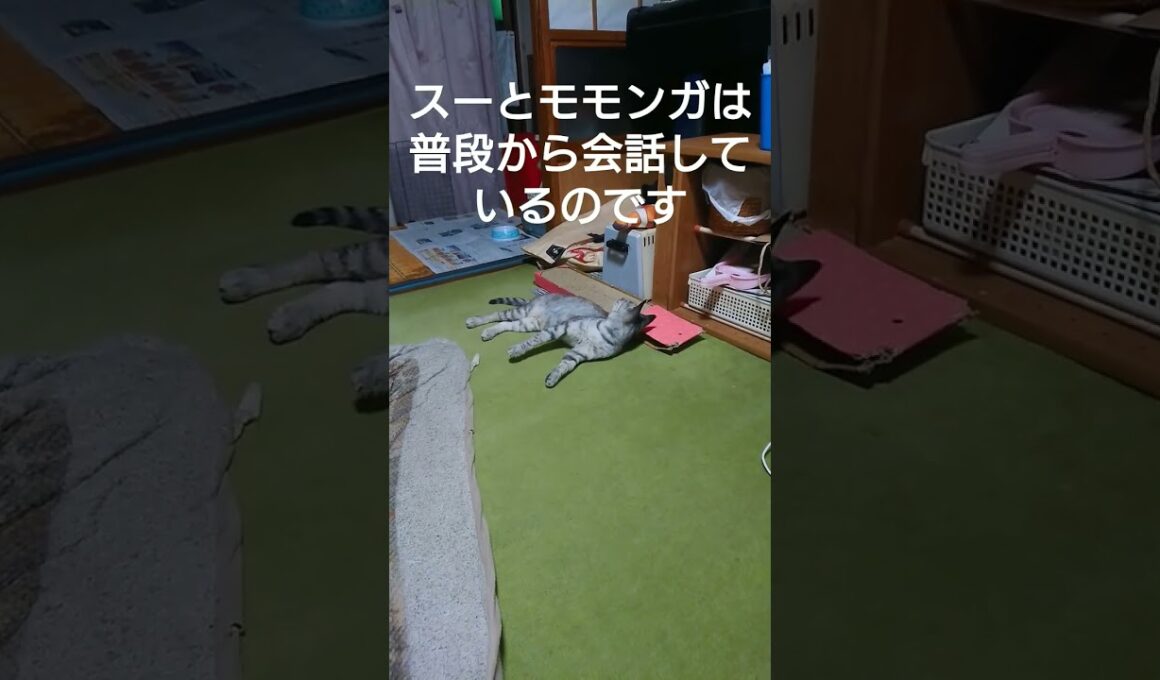 雨降り前の湿度(76%)にうんざりなスフィンクス(親猫)#保護猫 #スフィンクス #猫のいる暮らし