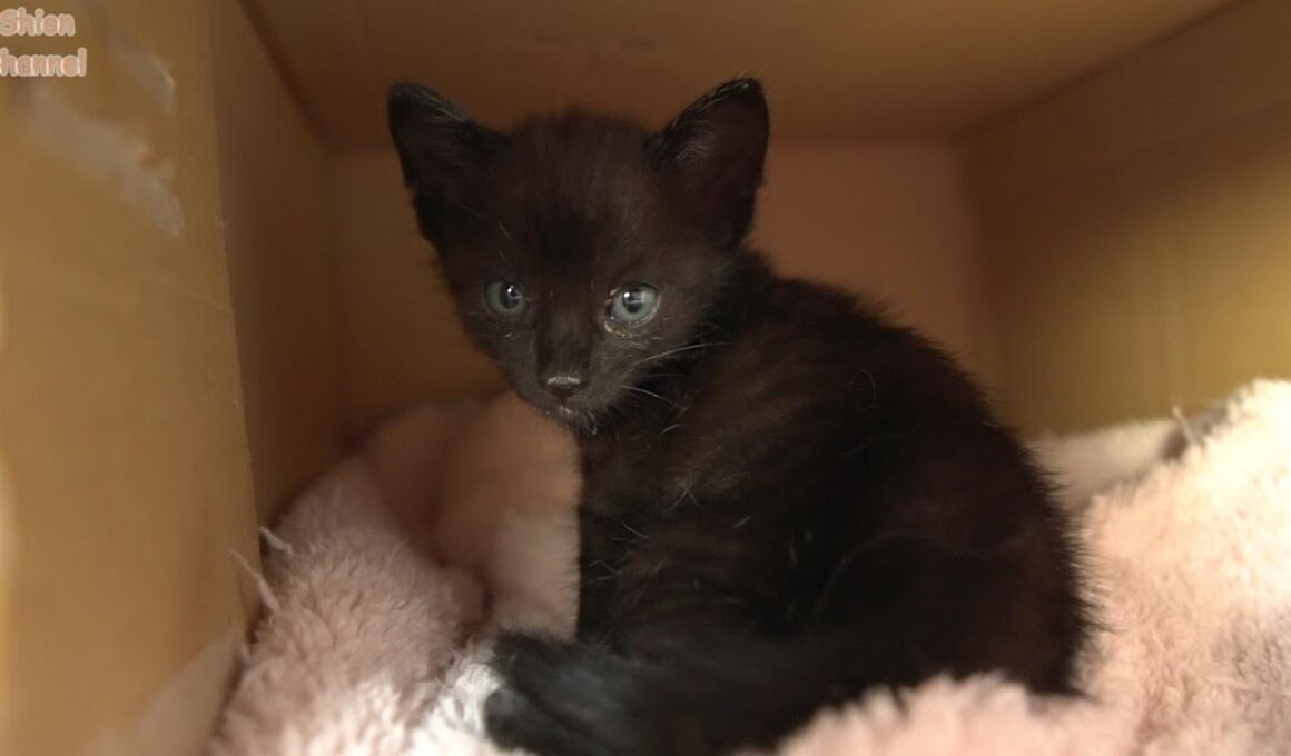 段ボールに入れて捨てられていた子猫たち