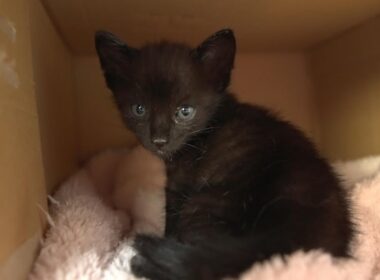 段ボールに入れて捨てられていた子猫たち