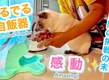 でるでる自販機🍪猫の挑戦🐱✨9日間の頑張りに感動💖【トンキニーズ】Deru Deru Feeder 🍪 Cat’s Challenge 🐱✨ [Tonkinese]
