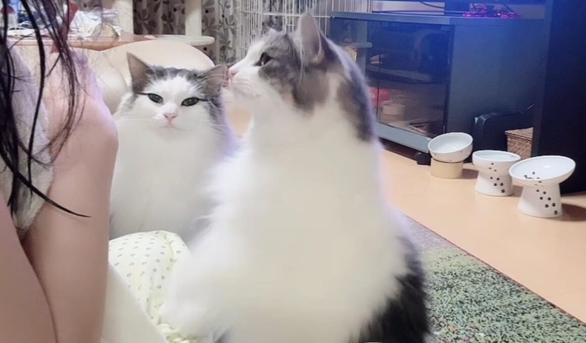 実家で毎日事件を起こす猫たち【夏の帰省旅‐後編】｜#vol10