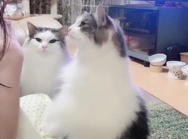 実家で毎日事件を起こす猫たち【夏の帰省旅‐後編】｜#vol10