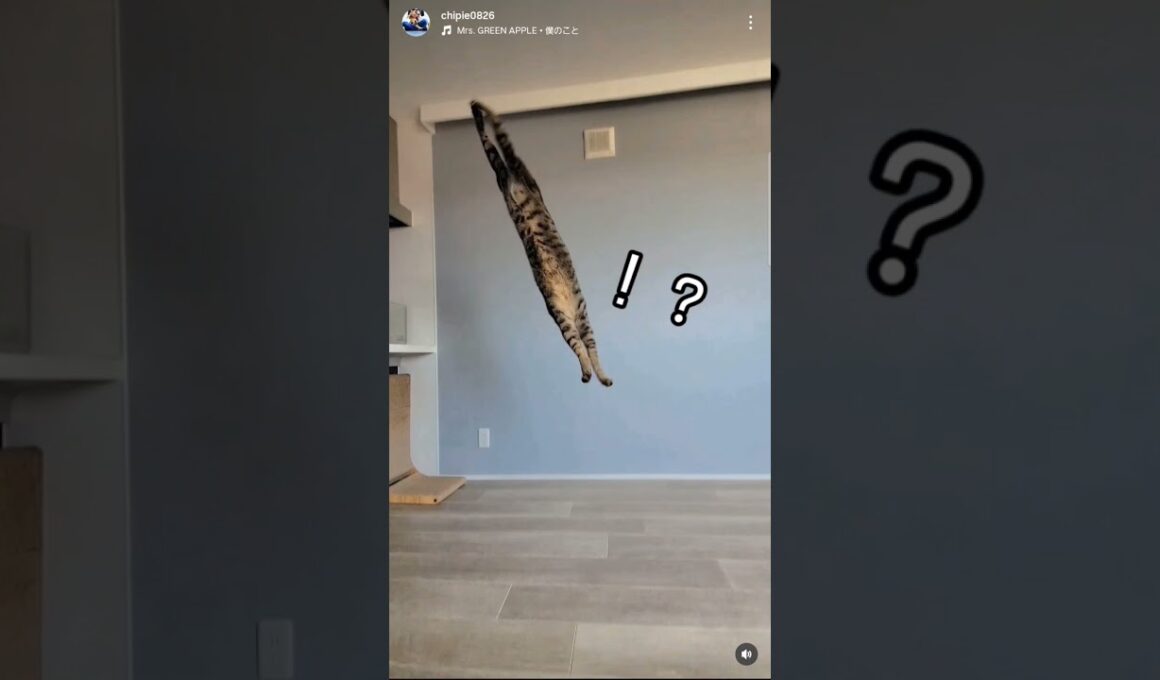あのとき保護した子猫の今。 #ソマリ #キジトラ #保護猫 #しぴこめ #しぴこめしゃんねる #ねこ #腎不全 #腎臓病 #尿路結石 #ソマリレッド #猫の暮らし