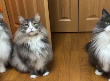 【独り占め⁉︎】ばあばにもらったおもちゃを持ち去る末っ子と、振り回されるお兄ちゃんたちwwwノルウェージャンフォレストキャットとターキッシュアンゴラ