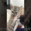 【質問回答】シンガプーラどこでお迎えしたの？にお答えします#cat #子ネコ #猫のいる暮らし #好きな子猫 #シンガプーラ