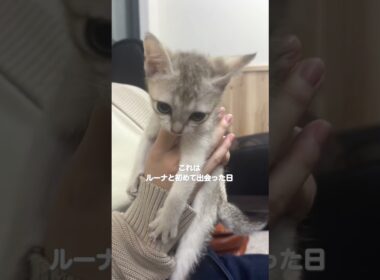 【質問回答】シンガプーラどこでお迎えしたの？にお答えします#cat #子ネコ #猫のいる暮らし #好きな子猫 #シンガプーラ