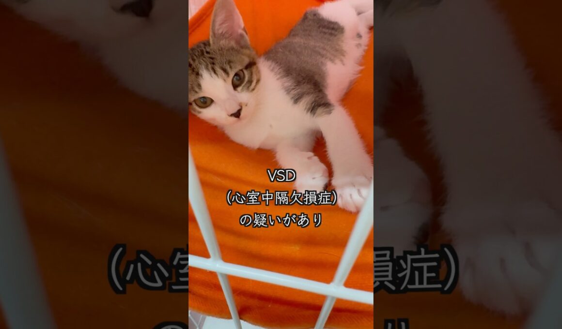 〇〇模様がチャームポイントの保護子猫（VSD 心室中隔欠損症）🐱 #shorts  #子猫動画 #保護子猫