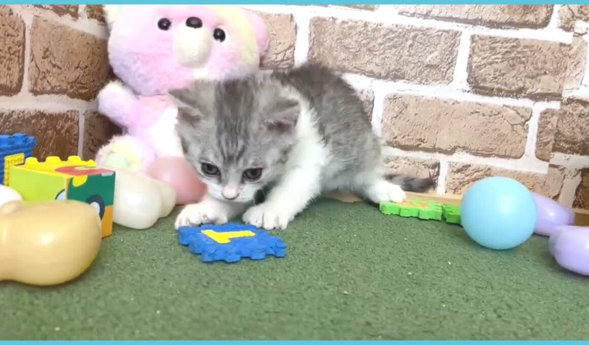 715266 セルカークレックス