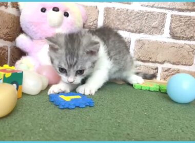 715266 セルカークレックス