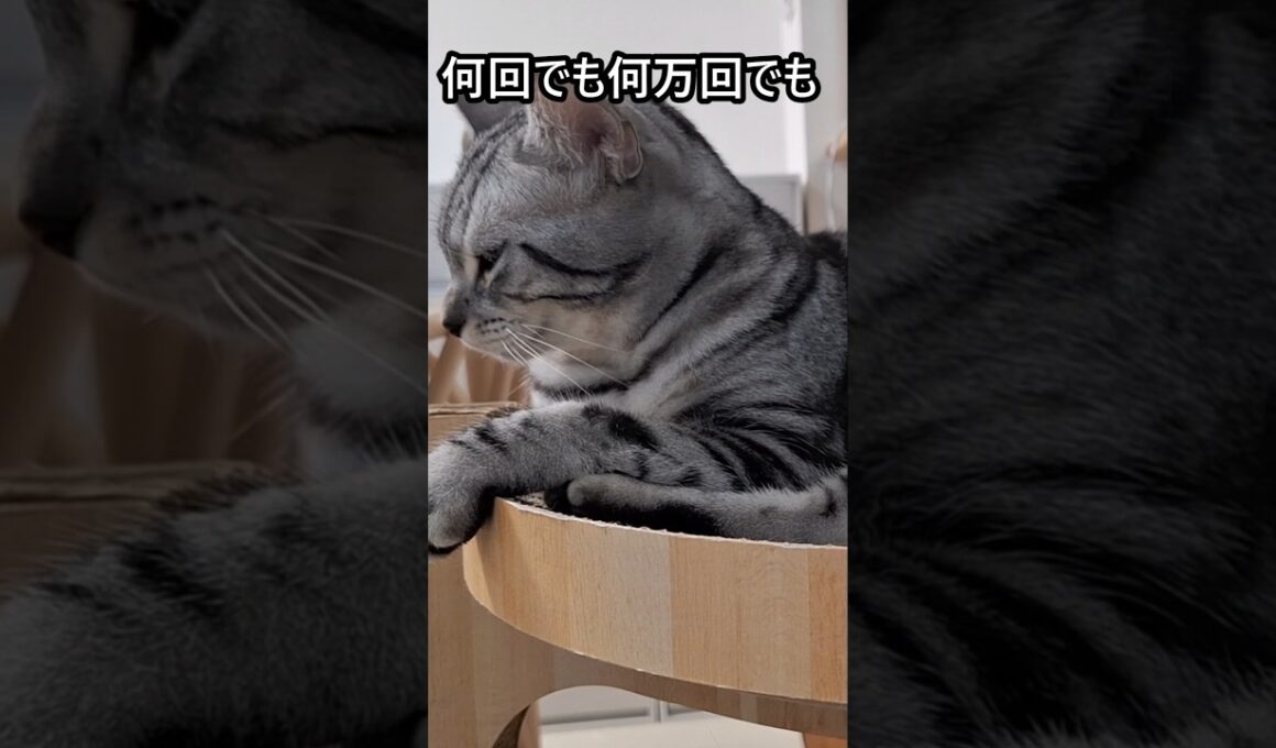 ｢#アメショ キリアンの日常 大きくなったね｣#shorts  #アメリカンショートヘアー #ねこ #cat  #猫 #猫のいる暮らし