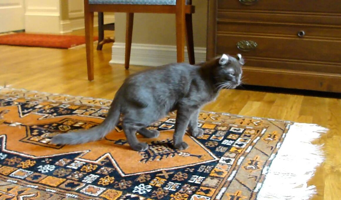 Peanut doing CAT things (Havana Brown - American Curl)