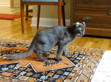 Peanut doing CAT things (Havana Brown - American Curl)