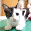 この後このカワイイ子猫が猫パンチでカメラマンを襲撃します【赤ちゃん猫　保護猫】