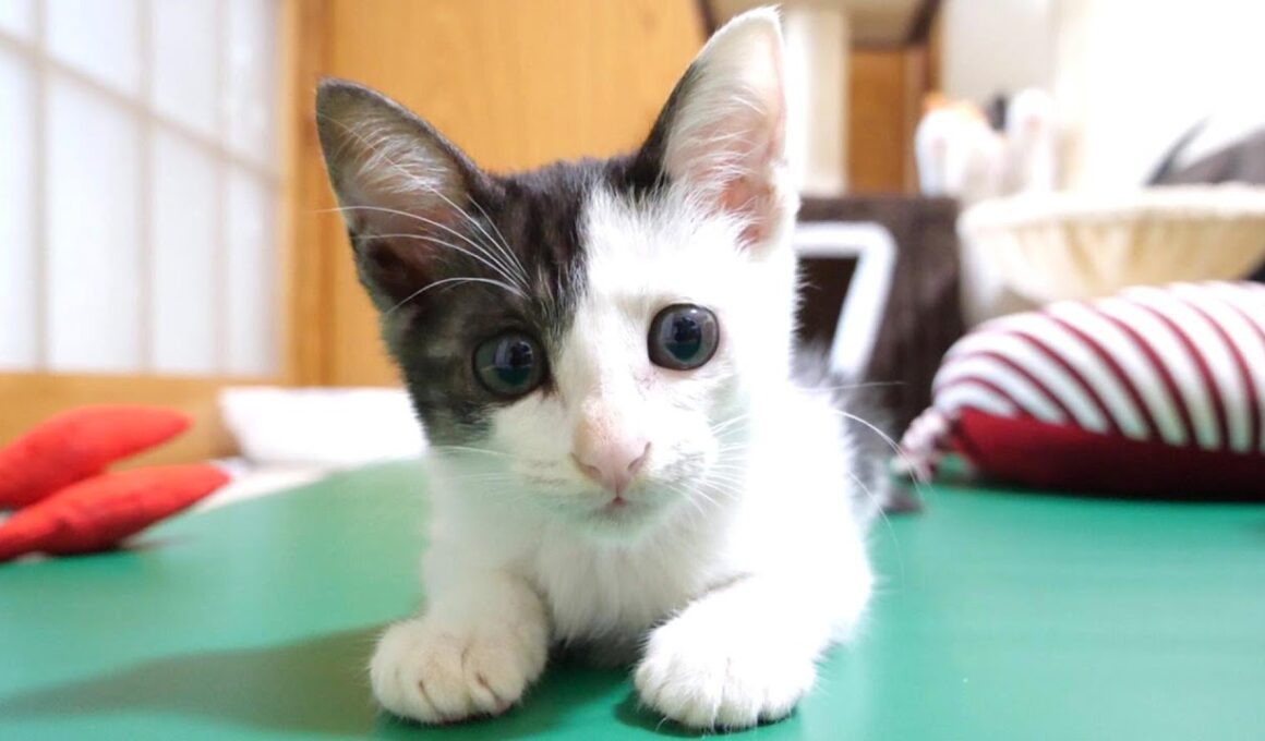 この後このカワイイ子猫が猫パンチでカメラマンを襲撃します【赤ちゃん猫　保護猫】