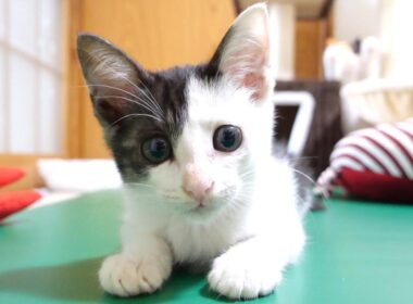 この後このカワイイ子猫が猫パンチでカメラマンを襲撃します【赤ちゃん猫　保護猫】