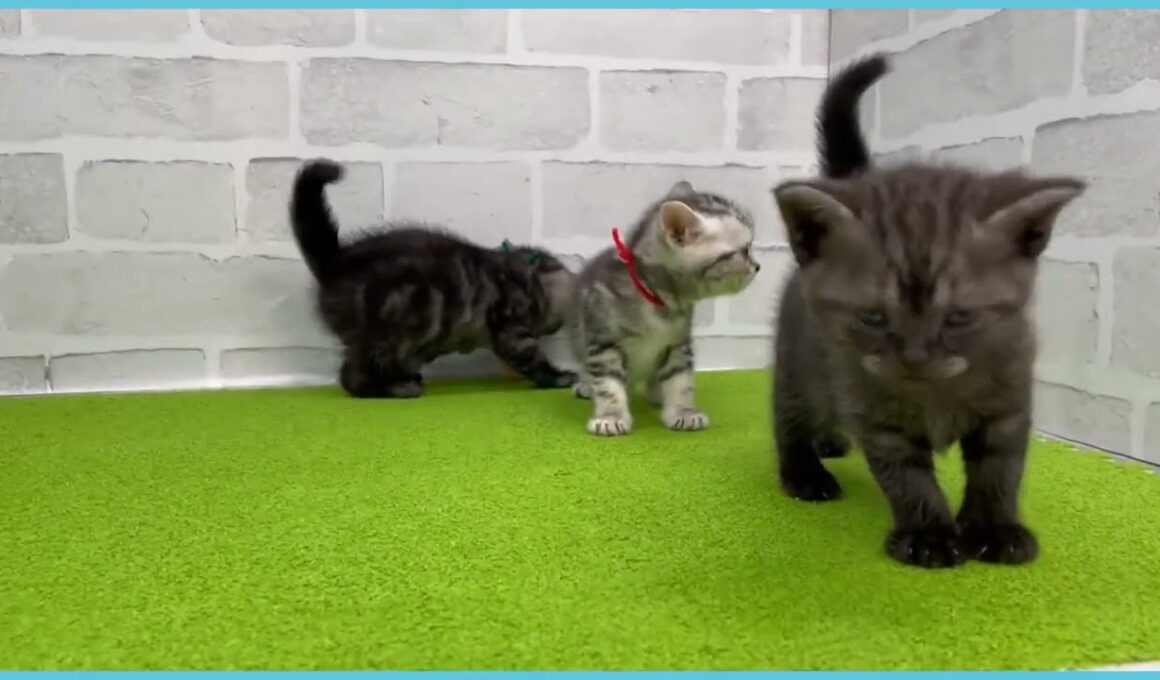 Coo&RIKU　No.00733933 アメリカンショートヘアー