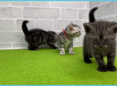 Coo&RIKU　No.00733933 アメリカンショートヘアー